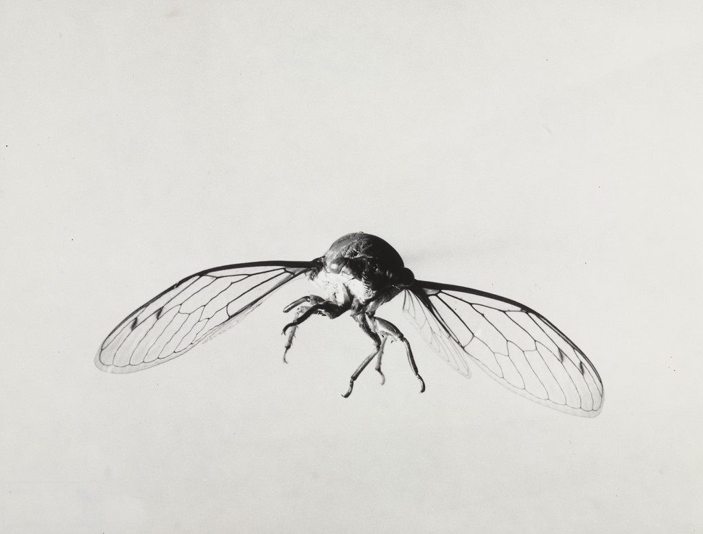 Cicada