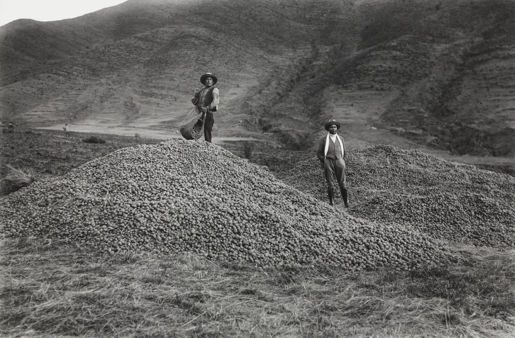 Venacio Arce and Campesino with Potato Harvest, near Katka, Quispicanchi