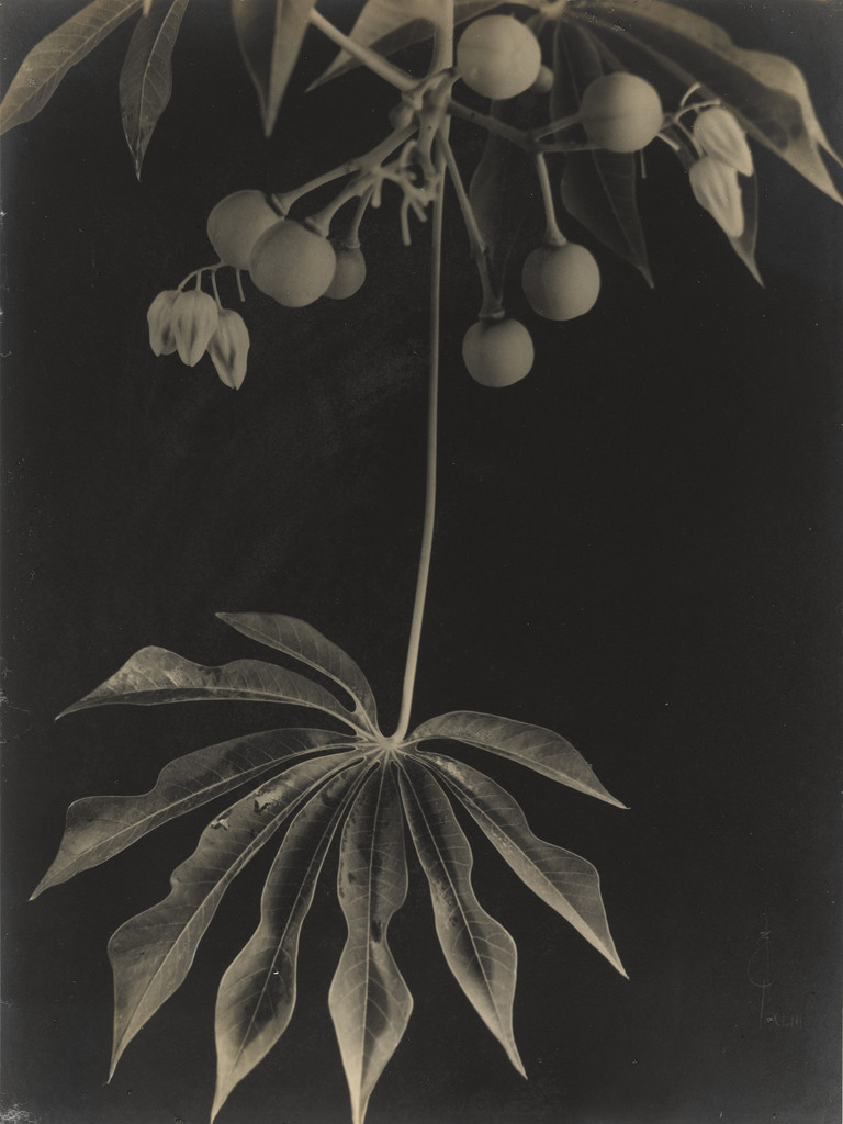 Manihot Grahamii/Hardy Tapioca, Fruits and Leaves