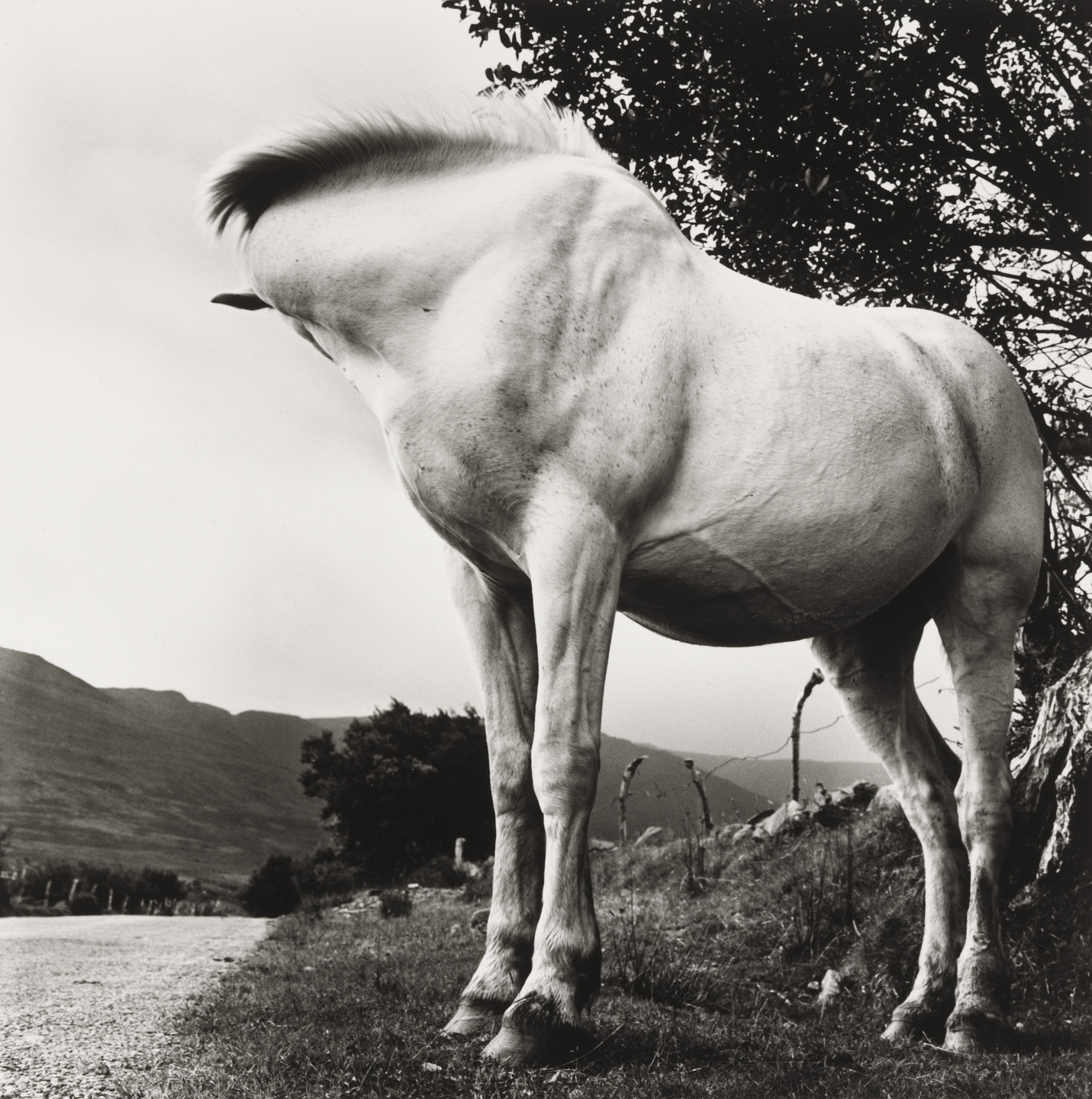 Alen MacWeeney. White Horse, Donegal, Ireland. 1965-66