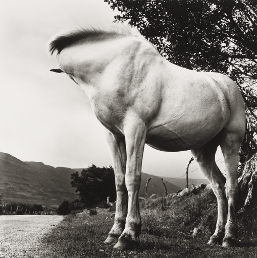 White Horse, Donegal, Ireland