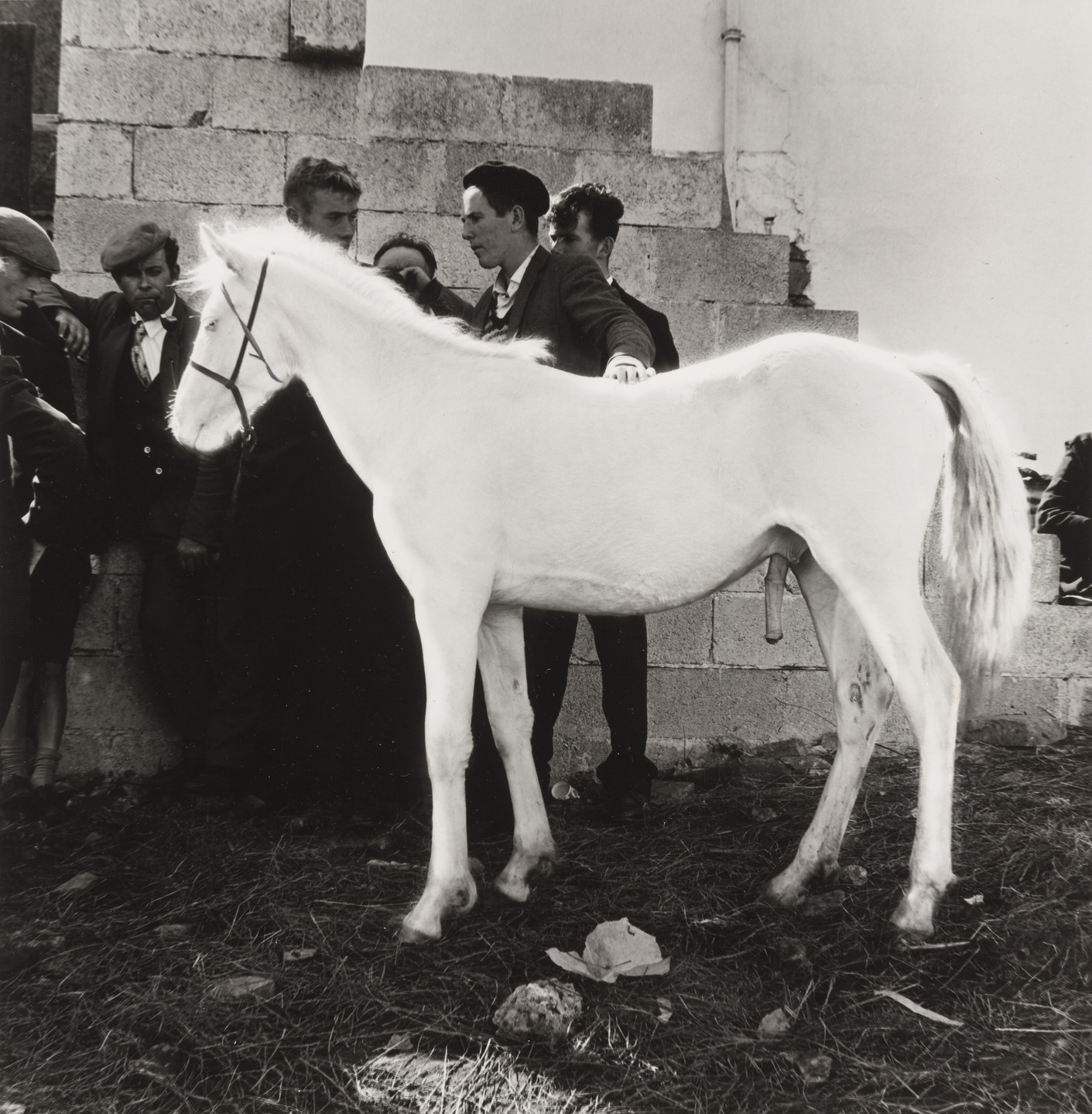 Alen MacWeeney. Albino Pony With Men, Clifton Fair, Ireland. 1965