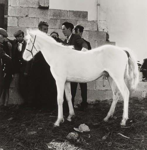 Albino Pony With Men, Clifton Fair, Ireland