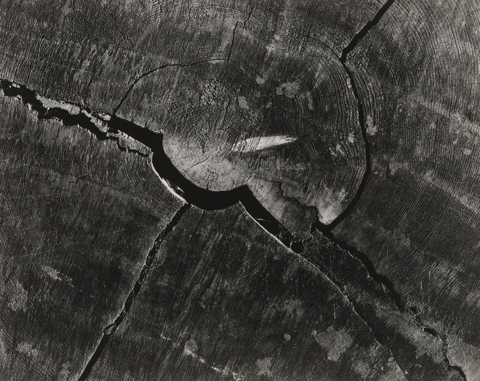 Ansel Adams. Detail of Redwood Log, North Coast, California. 1938