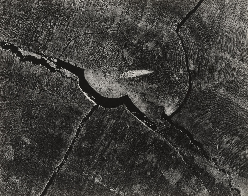 Detail of Redwood Log, North Coast, California
