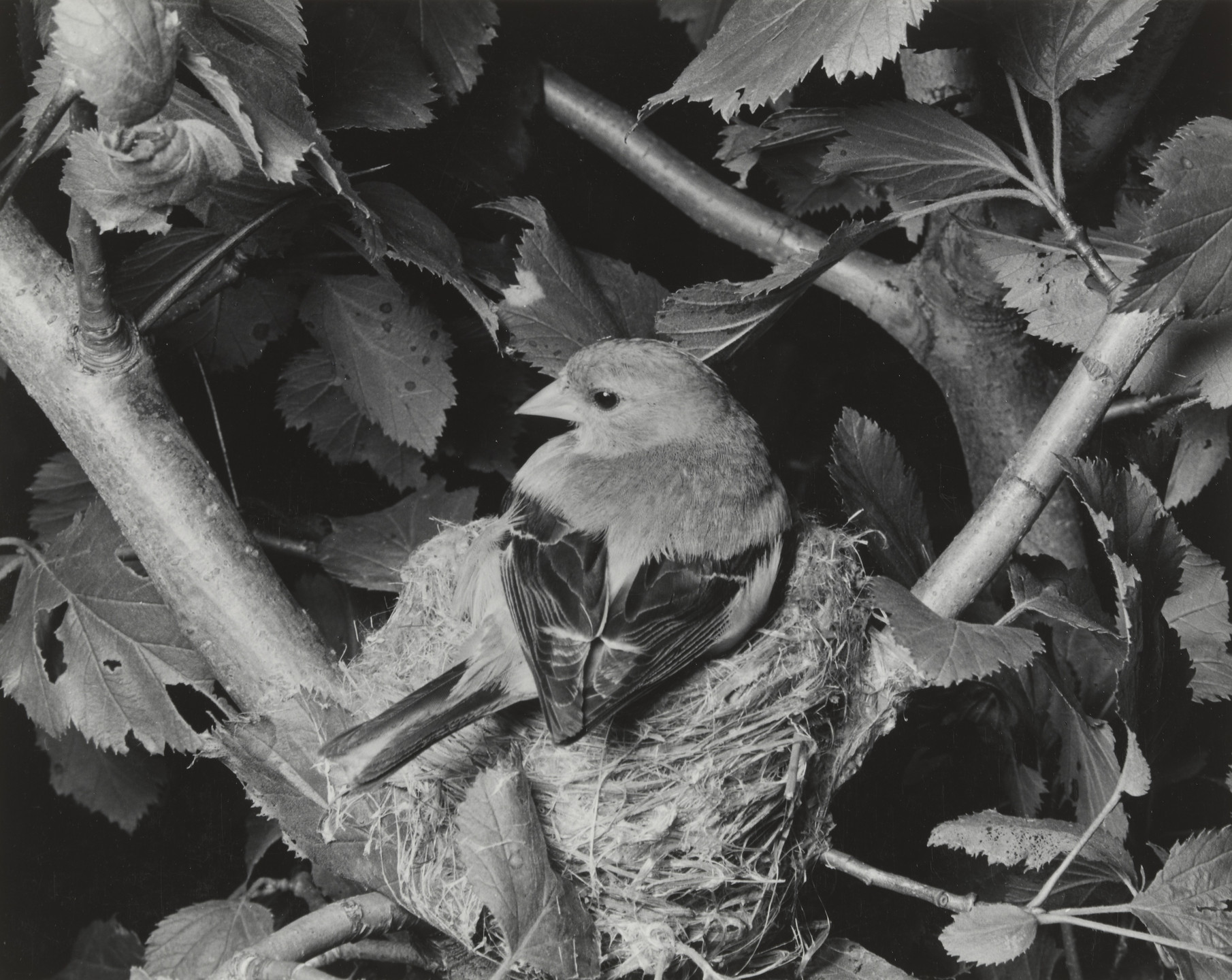 Eliot Porter. Eastern Gold Finch. 1941
