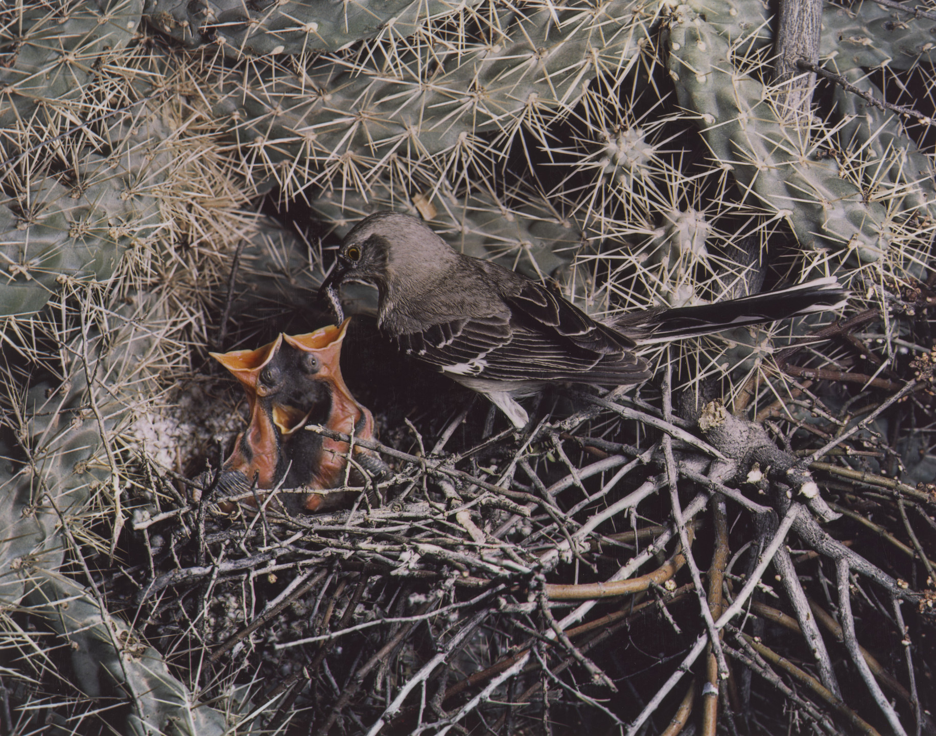 Eliot Porter. Mockingbird. 1941