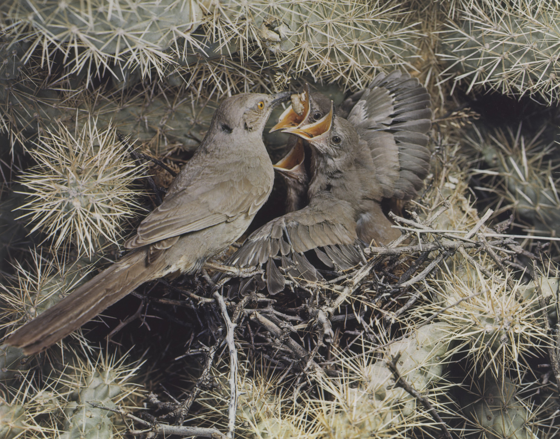 Eliot Porter. Curved-Bill Thrasher, Palmer. 1941