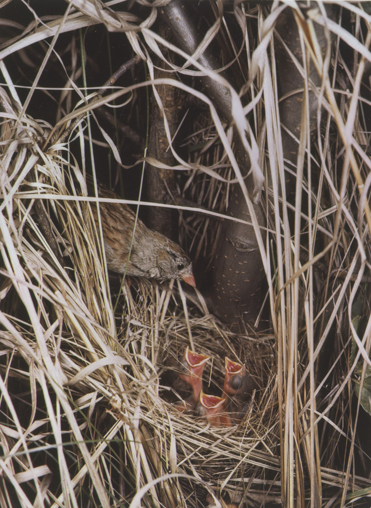 Field Sparrow