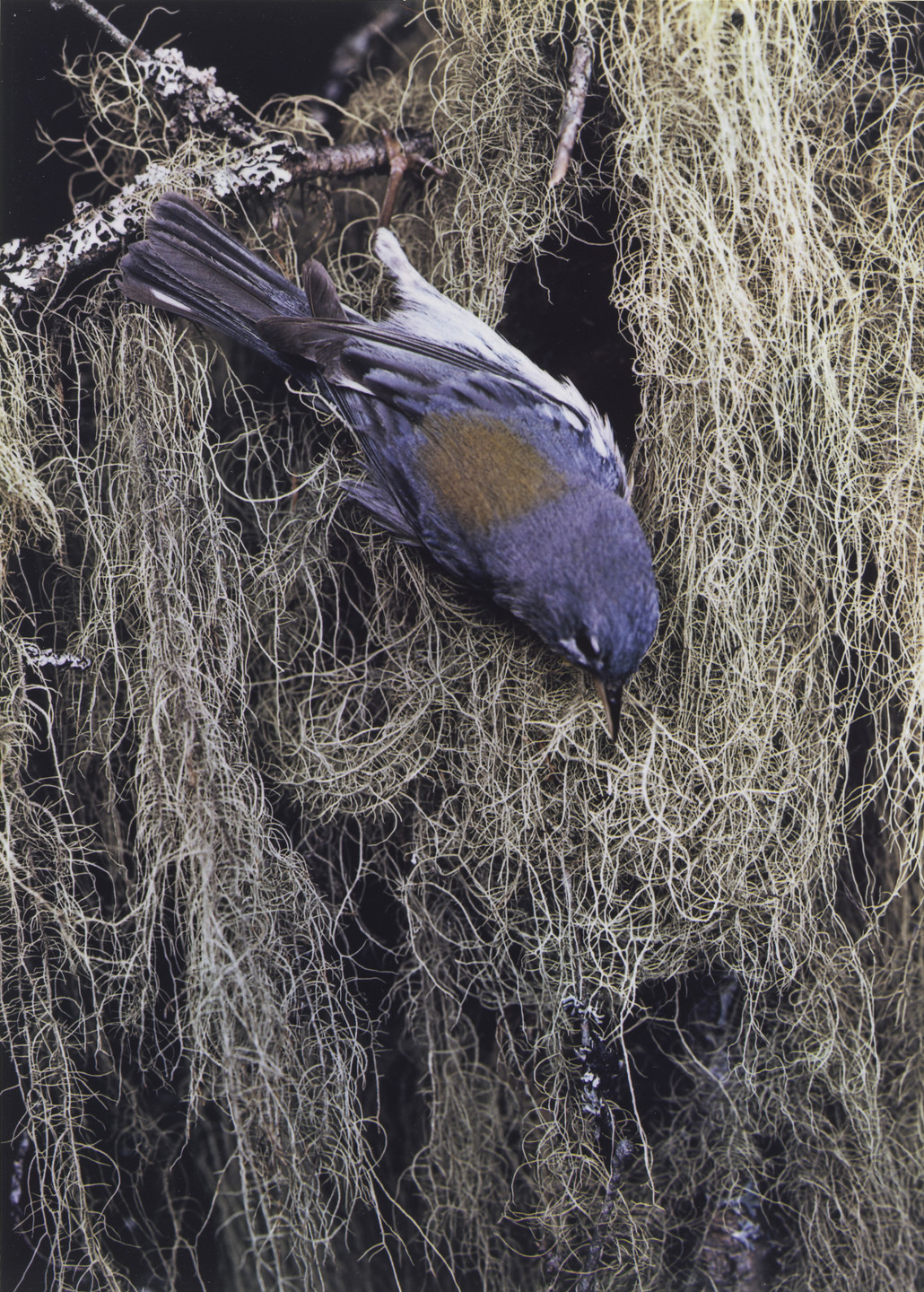 Eliot Porter. Northern Parula Warbler, Female. 1940