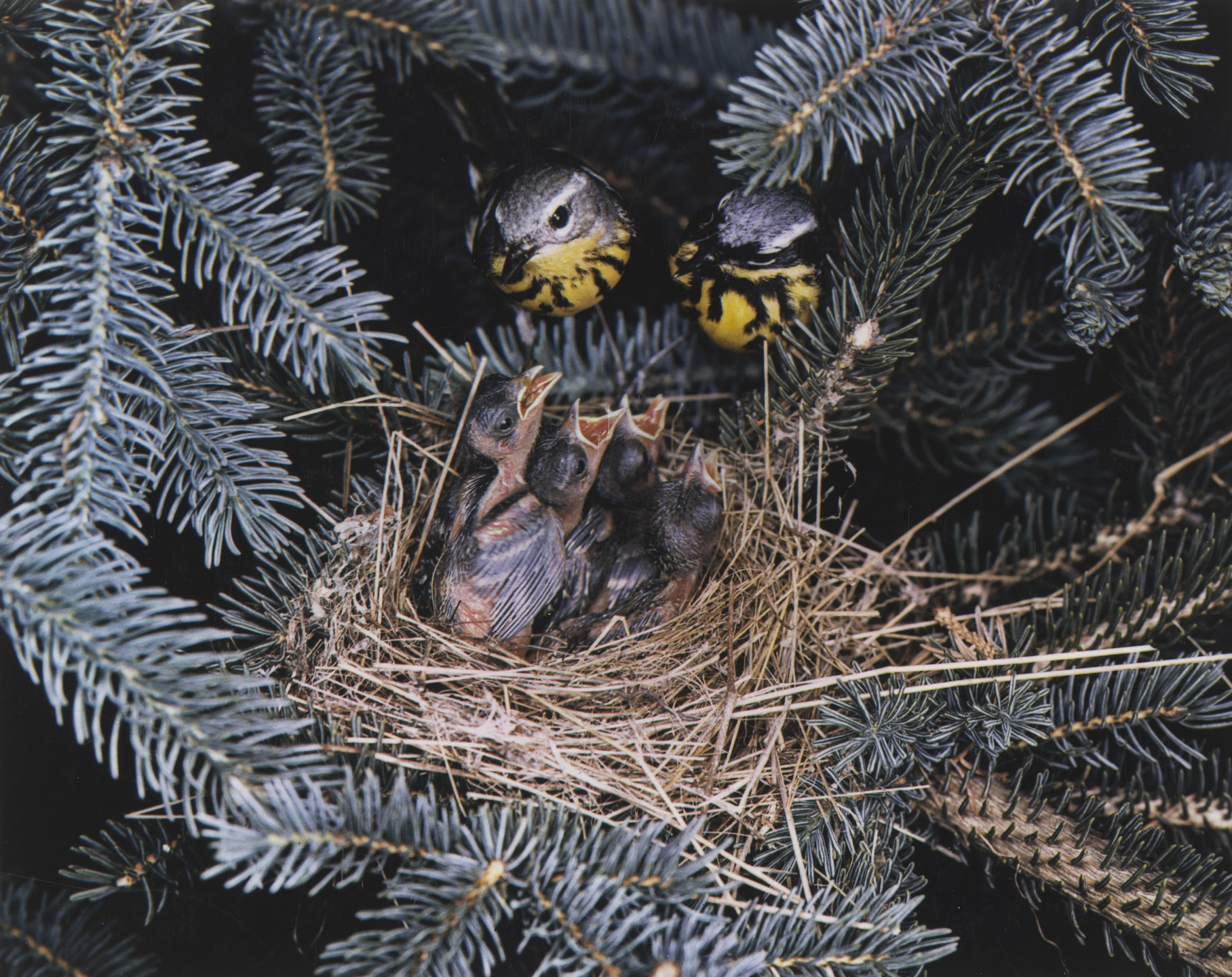 Eliot Porter. Magnolia Warblers. 1940