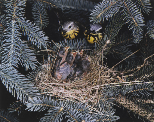 Magnolia Warblers