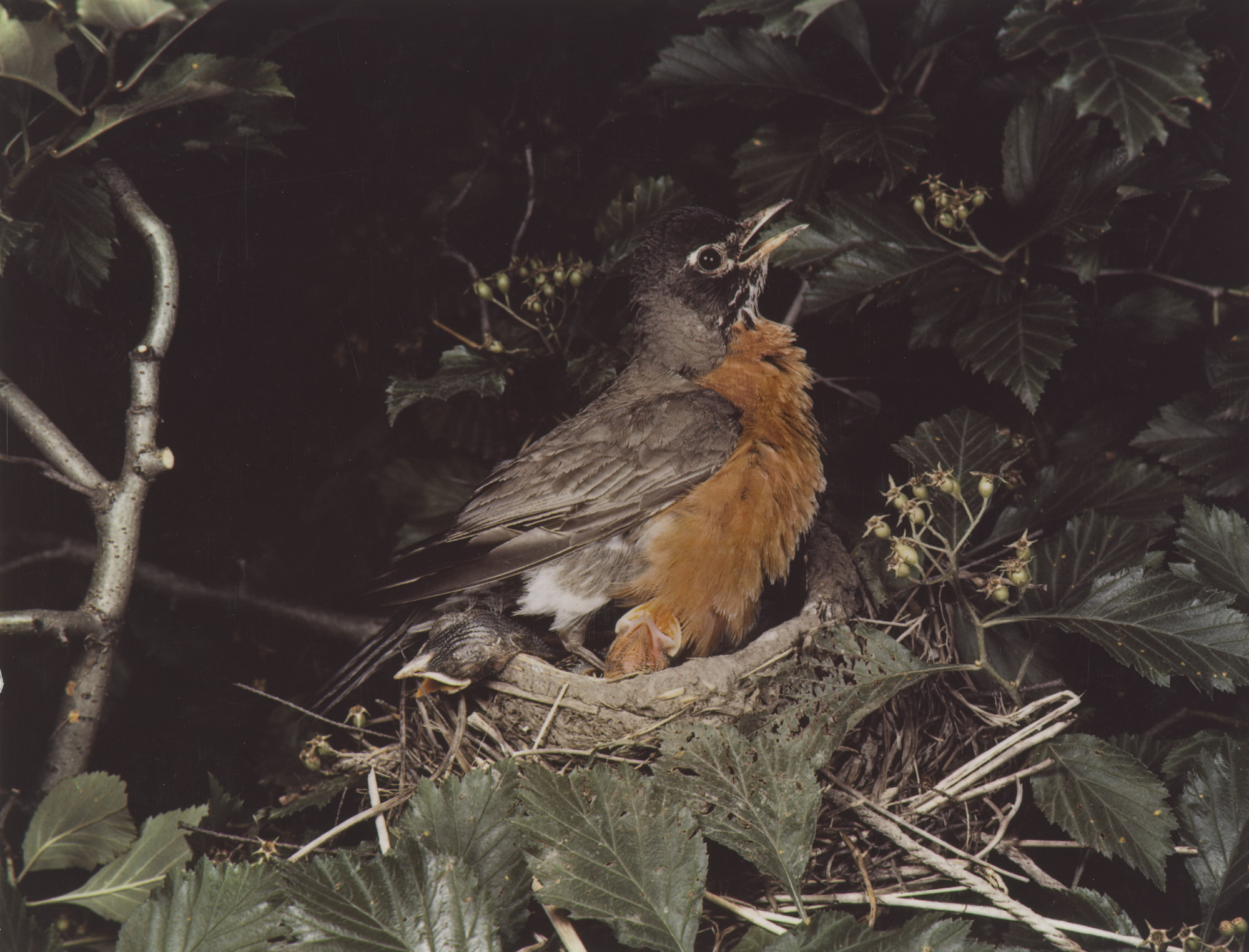 Eliot Porter. Robin