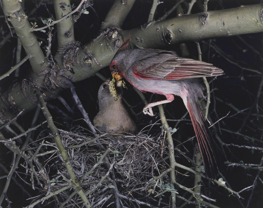 Pyrrhuloxia, Male and Female