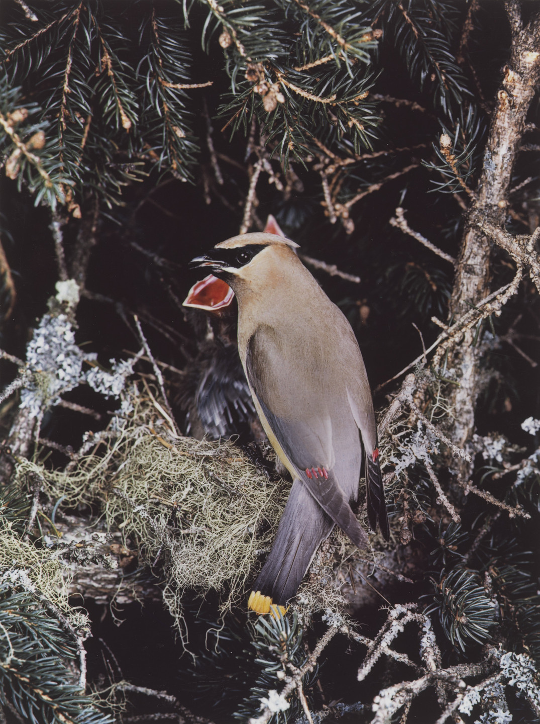 Eliot Porter. Cedar Waxwing. 1940