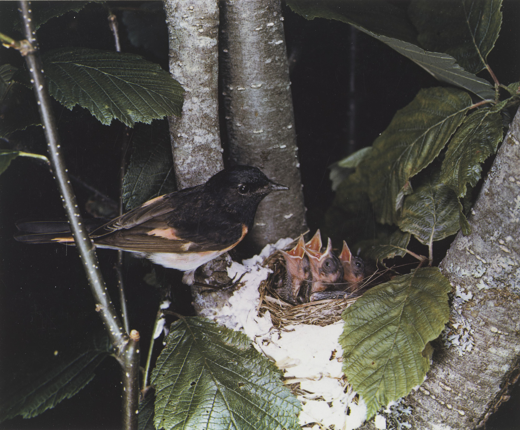 Eliot Porter. Redstart, Male. 1940