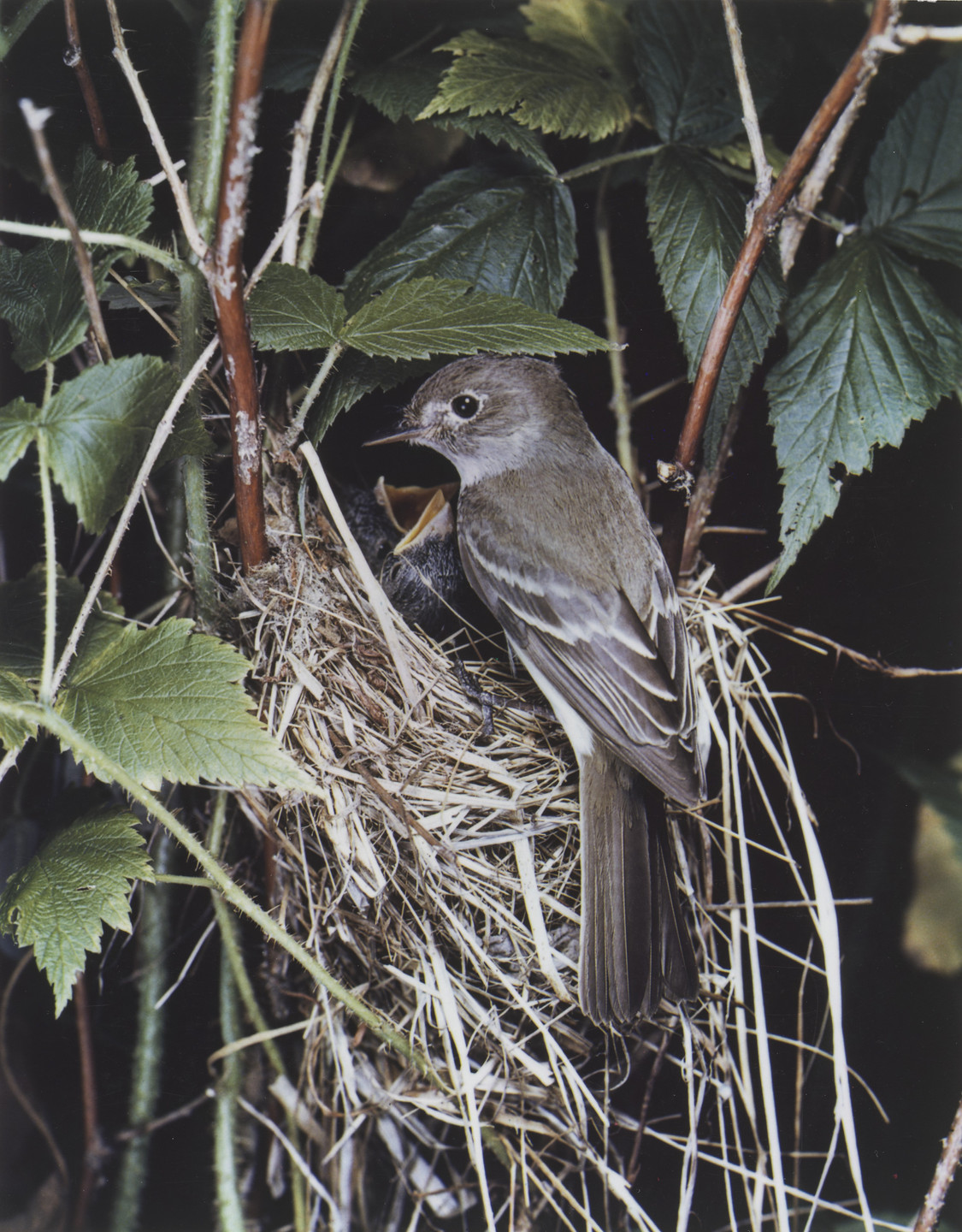 Eliot Porter. Alder Flycatcher. 1940
