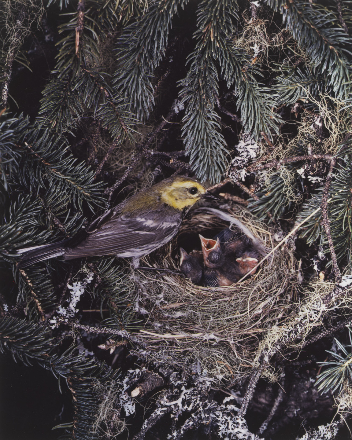 Eliot Porter. Black Throated Green Warbler, Female. 1940