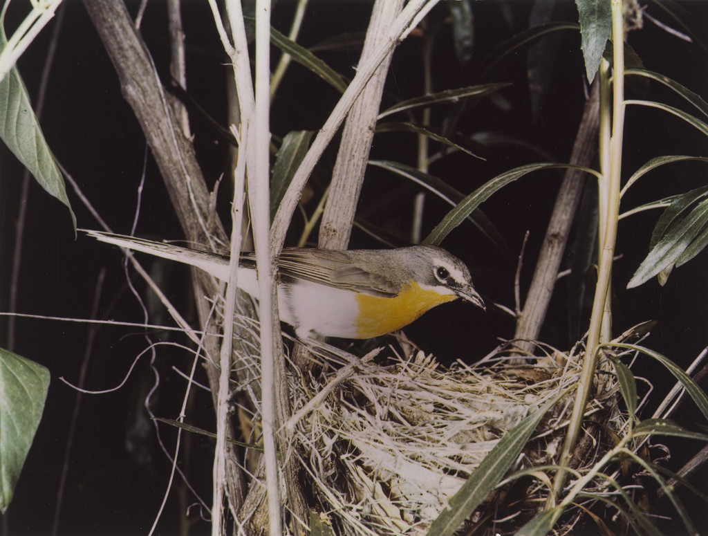 Long-Tailed Chat