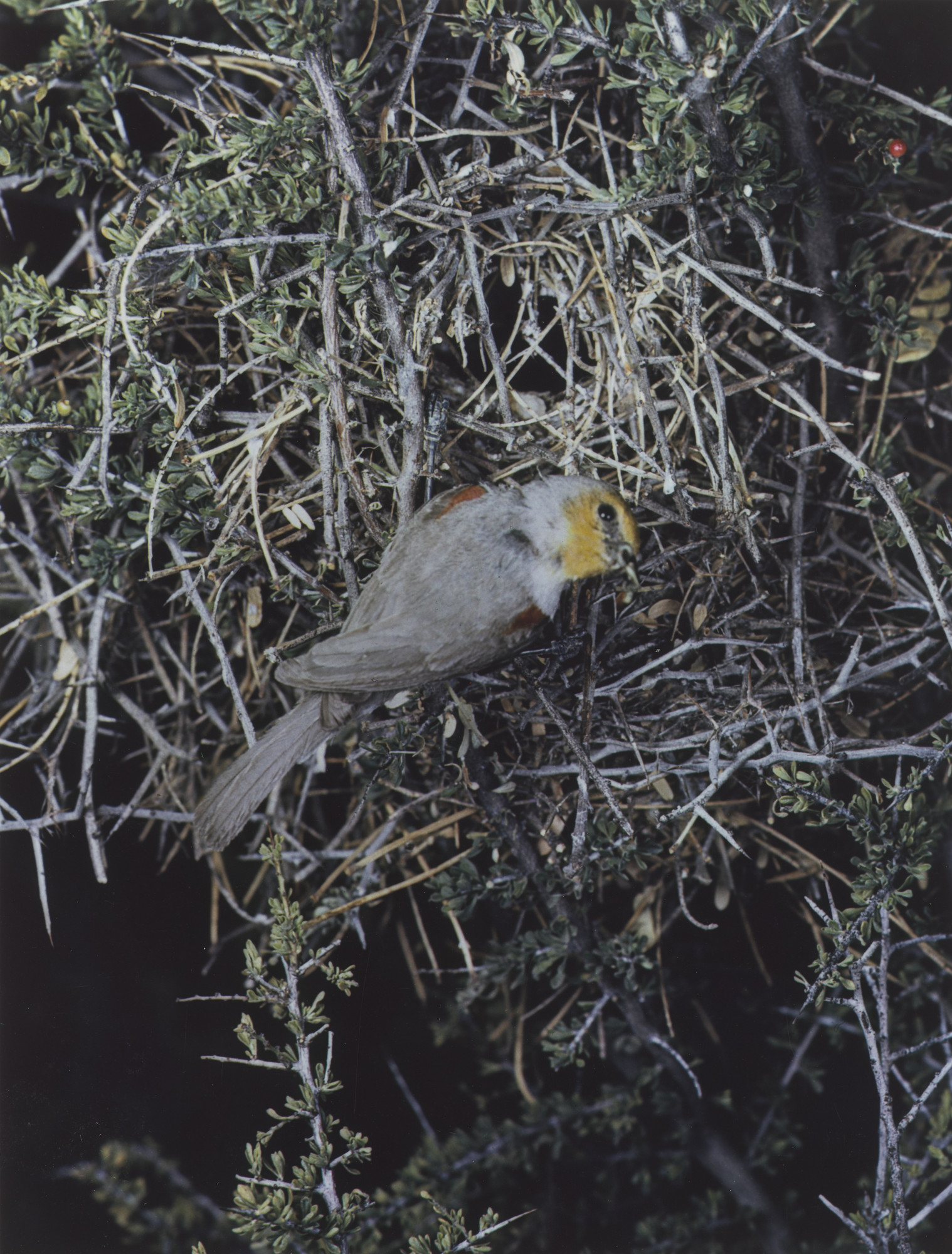 Eliot Porter. Verdin