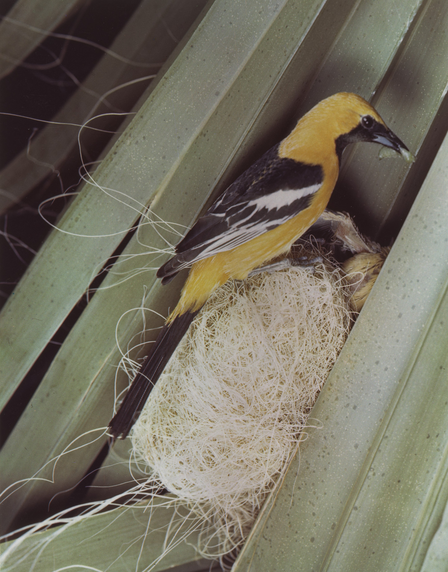 Eliot Porter. Hooded Oriole