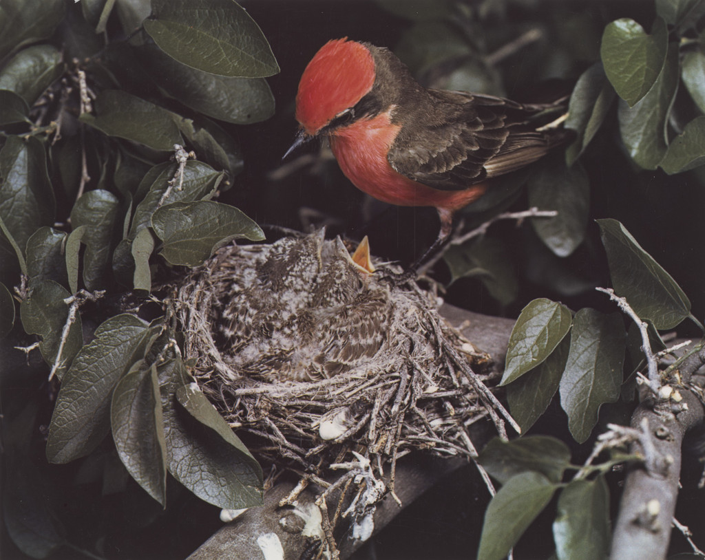 Vermilion Flycatcher, Male