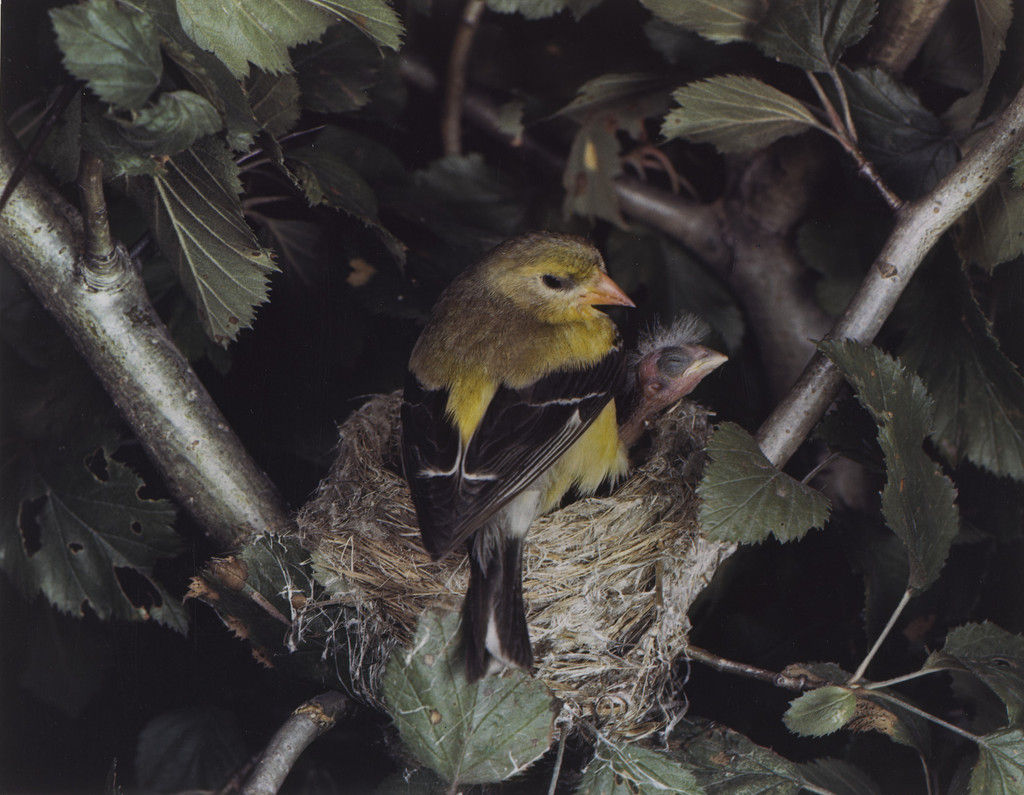 American Goldfinch