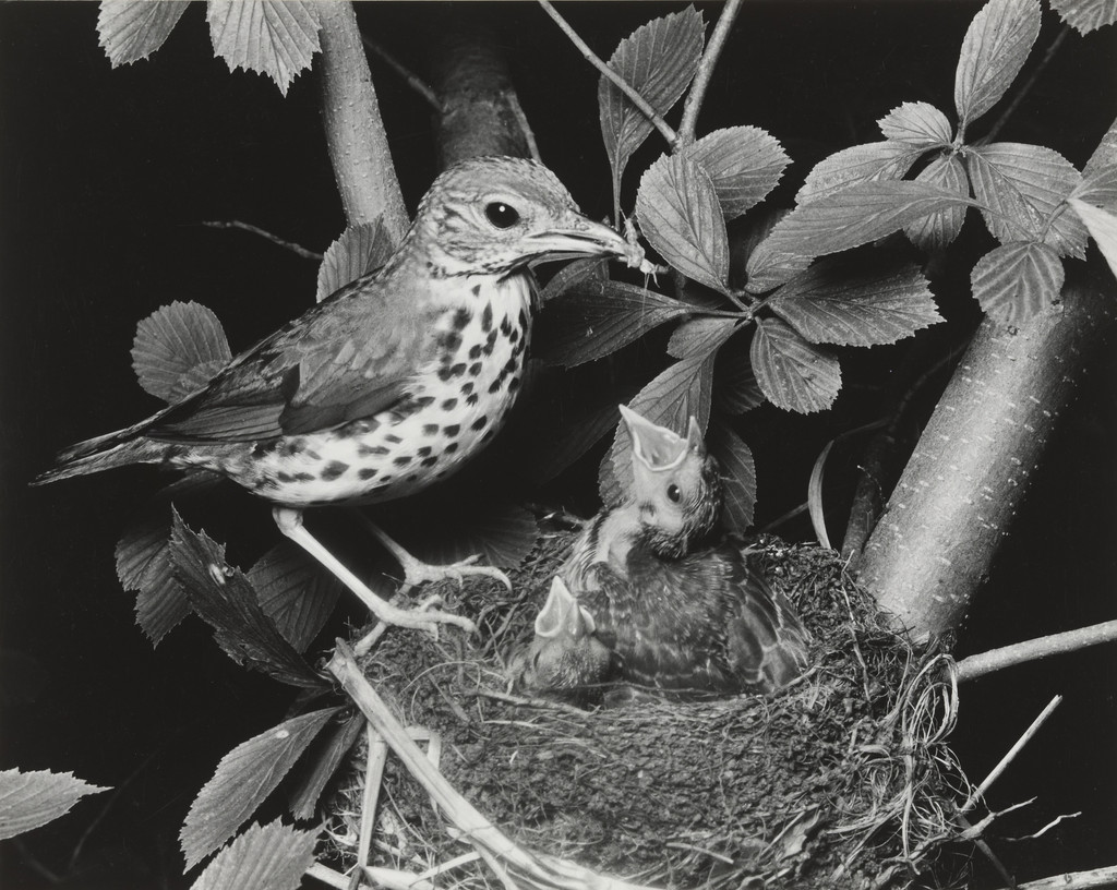 Wood Thrush