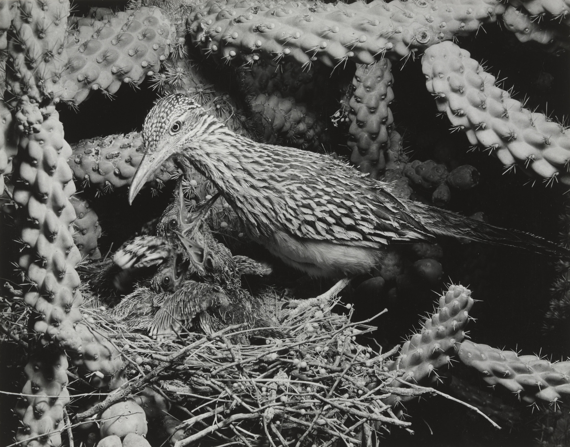 Eliot Porter. Roadrunner