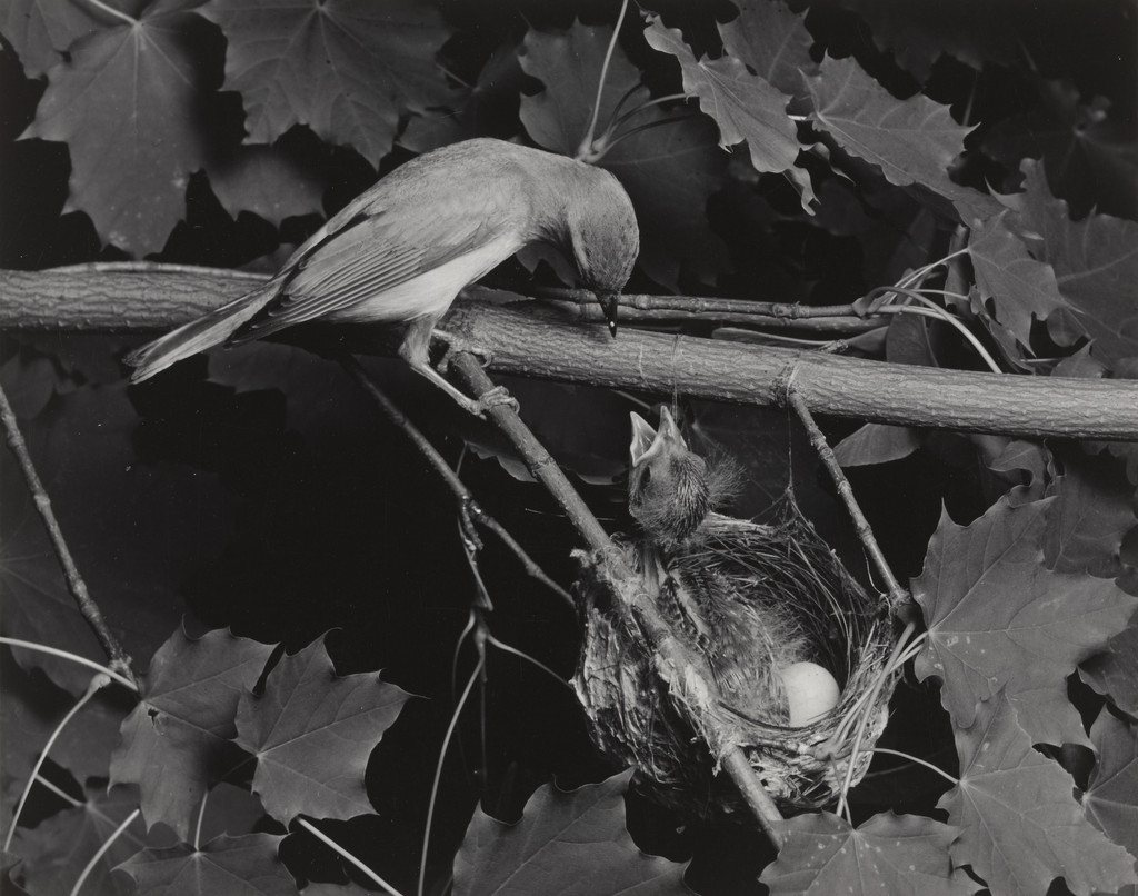 Red-Eyed Vireo with Cowbird