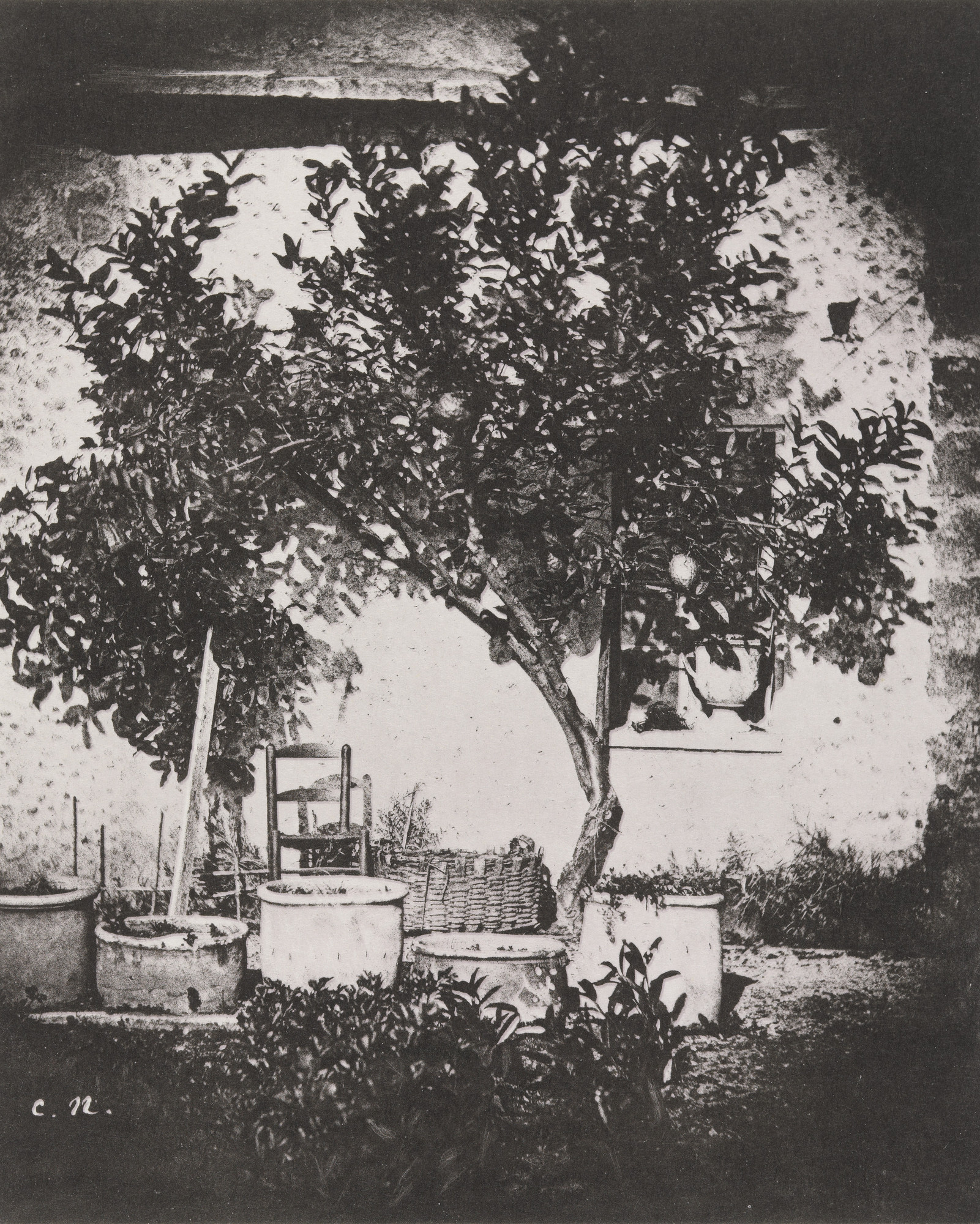 Charles Nègre. Lemon Tree, Grasse