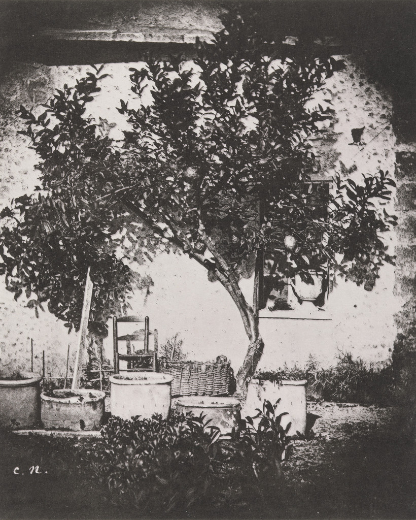 Lemon Tree, Grasse