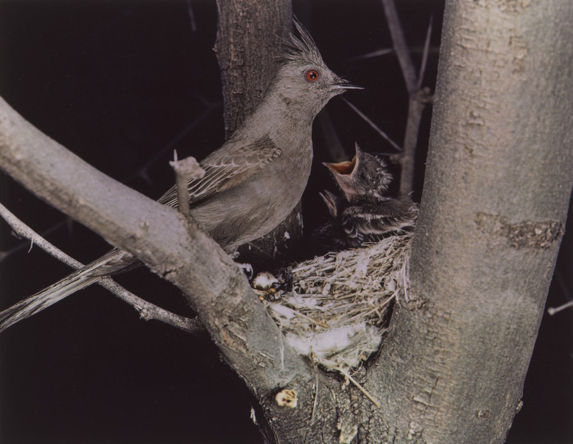Eliot Porter. Phainopepla