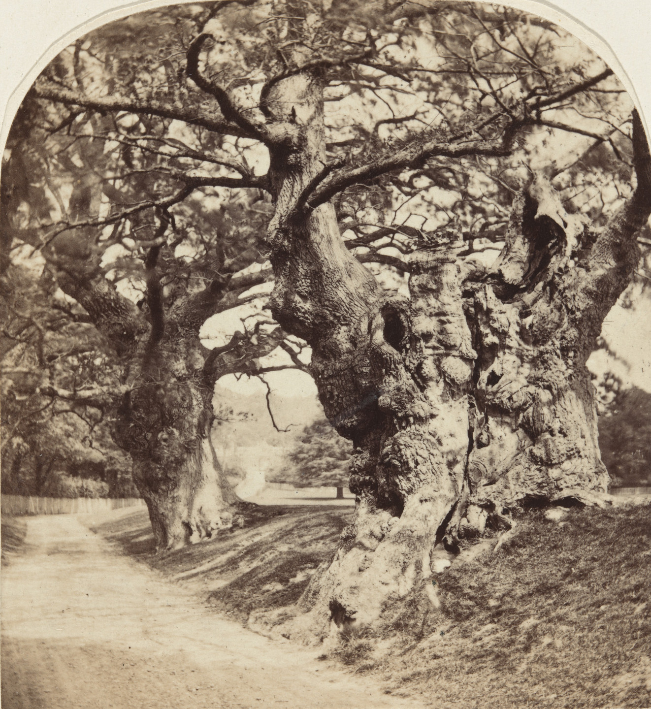 Roger Fenton. Cobham Park. 1857