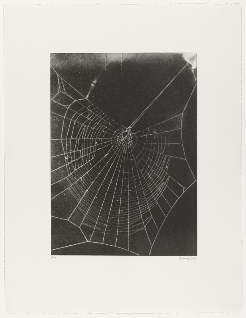 Untitled from What It Is like to Be What You Are Not