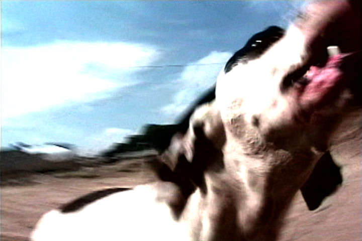 Francis Alÿs. El Gringo