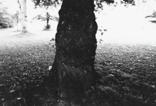 Tree, Rochester, New York