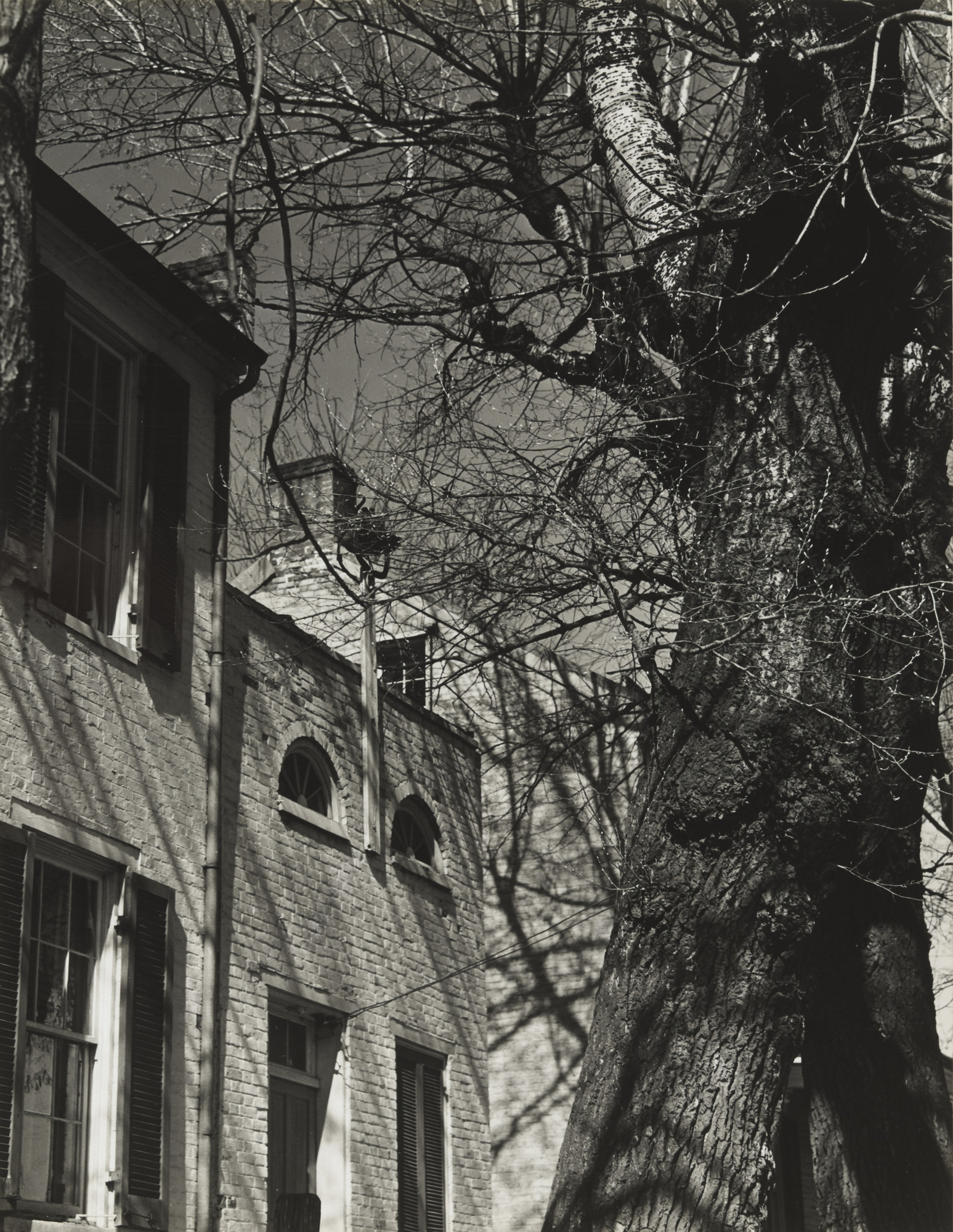 Luke Swank. Brick house and tree