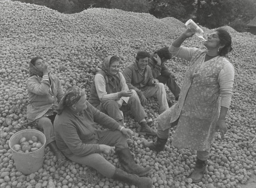 Potato Harvesters