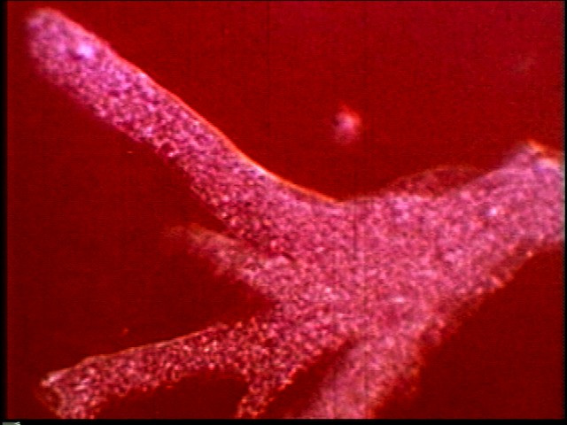Microscopic