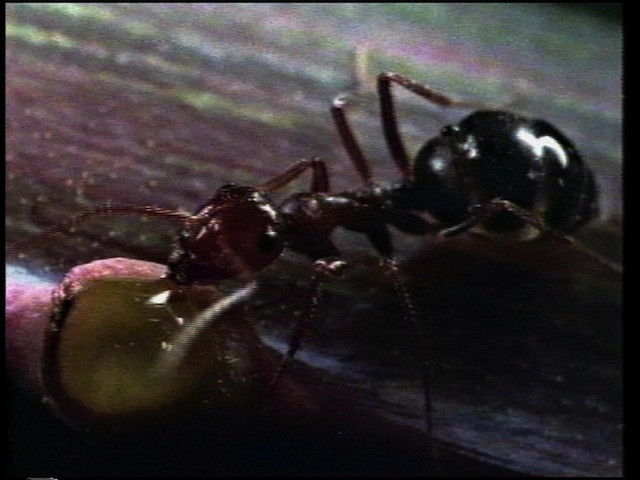 Steve Reinke. Ants and Bees from The Hundred Videos. 1996