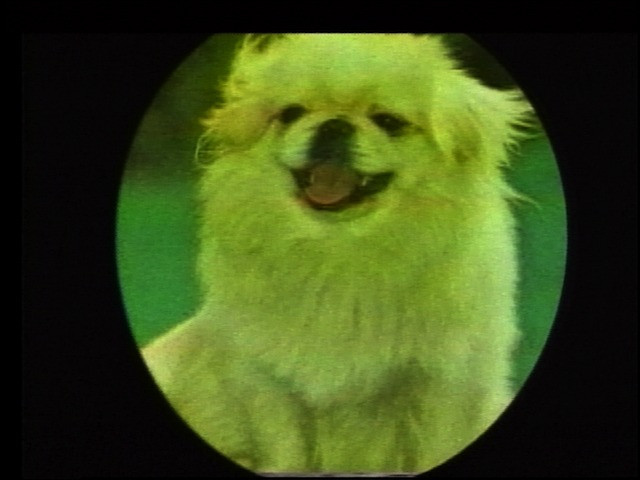 Steve Reinke. Charming Mutt