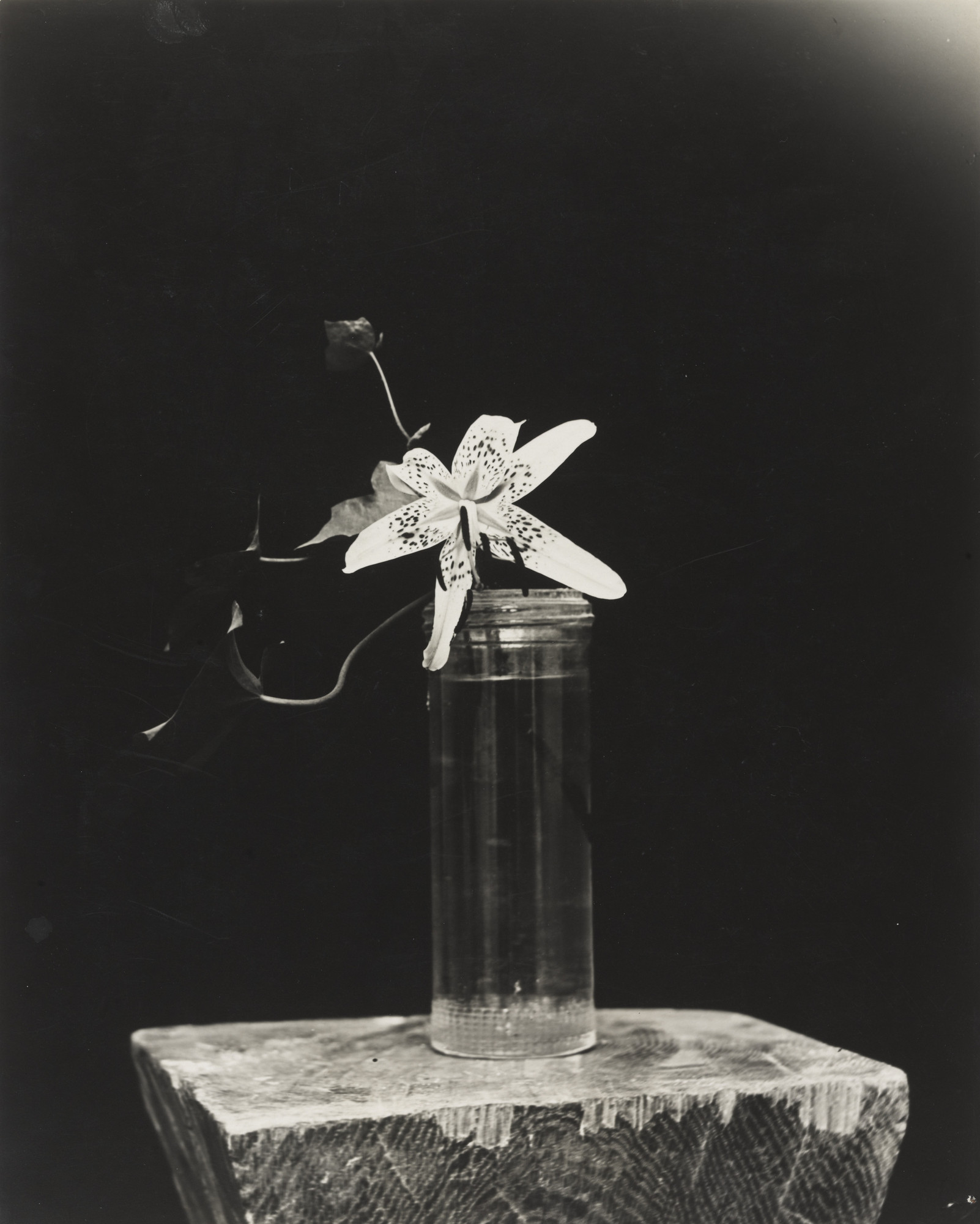 Constantin Brancusi. Lily