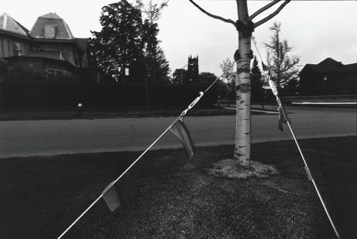 Tree, Rochester, New York