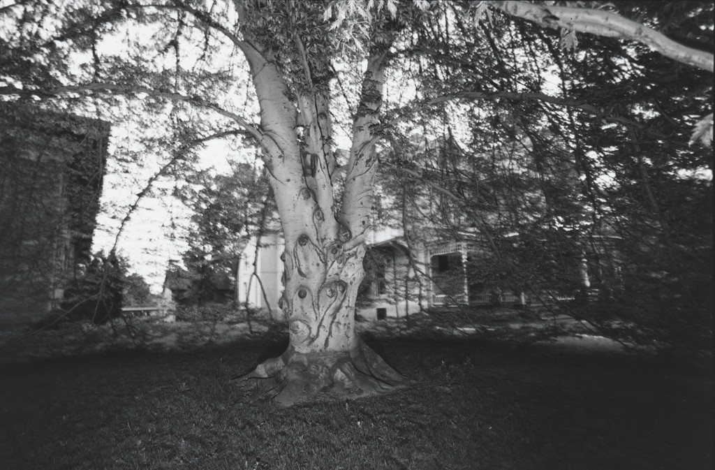 Tree, Rochester, New York