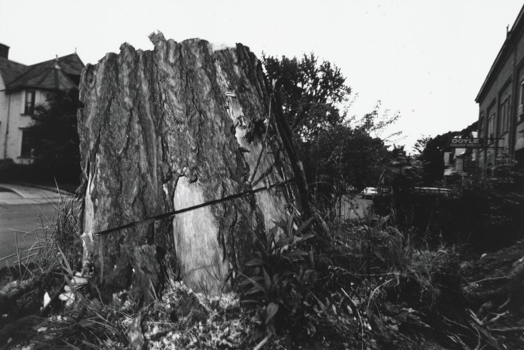 Tree, Rochester, New York