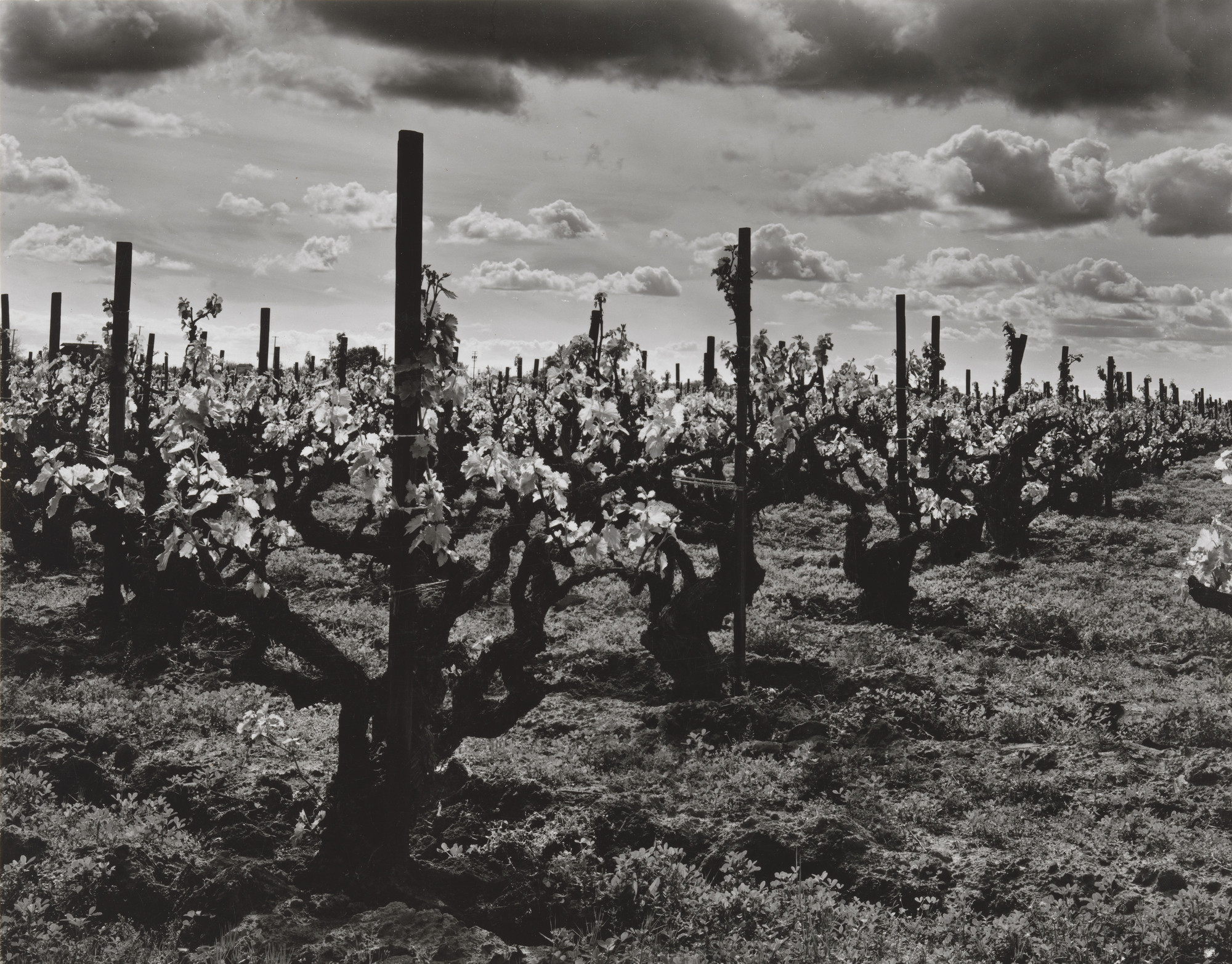 Brett Weston. Grape Vineyard