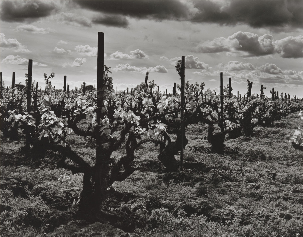 Vineyard