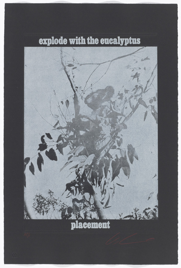 Explode with the Eucalyptus / Placement from the series White Bears