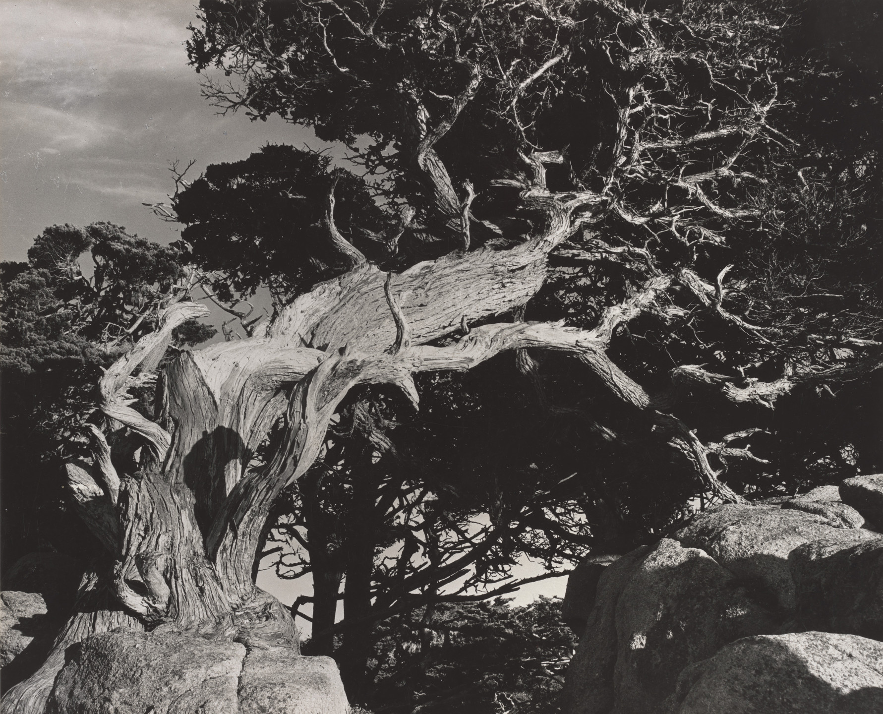 Robert Ingram. Record of Life Struggle, Point Lobos. 1941